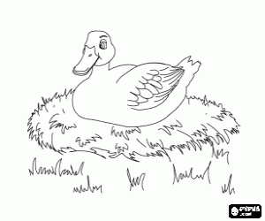 Free Coloring Pages For The Ugly Duckling Free Coloring Pages For The Ugly Duckling